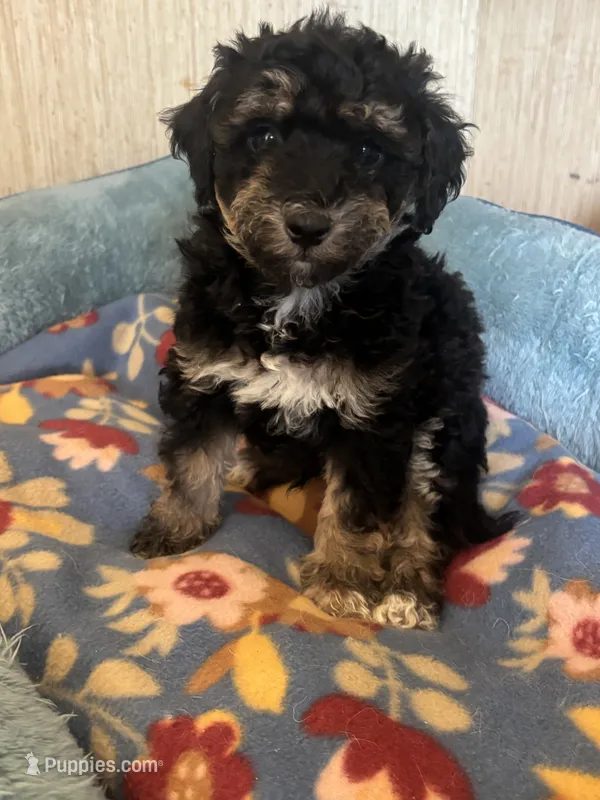 Copper – Maltipoo puppy for sale in Sacramento, CA