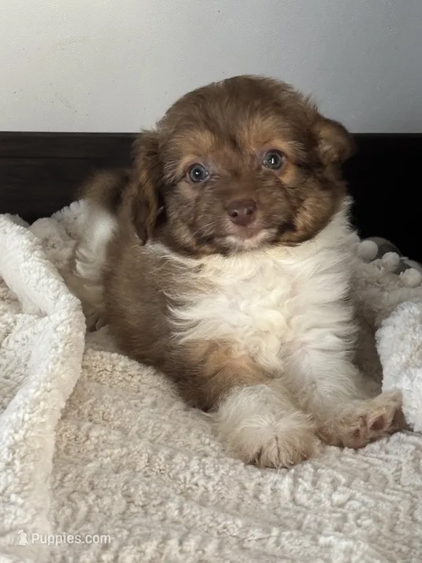 Sparks – Maltipoo puppy for sale in Sacramento, CA