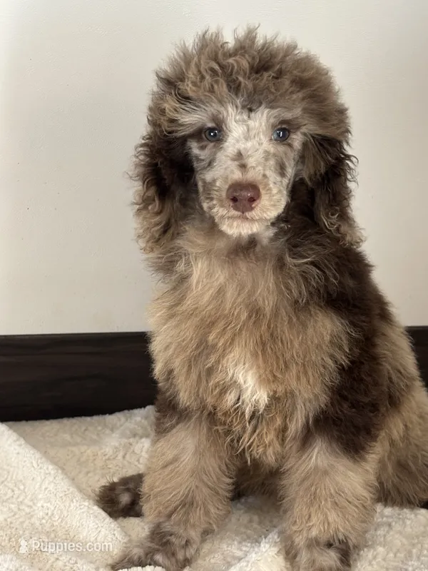 Nestlé – Poodle - Miniature  puppy for sale in Sacramento, CA