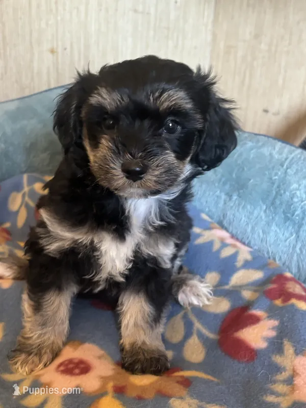 Shania – Maltipoo puppy for sale in Sacramento, CA