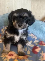 Shania, a female Maltipoo for sale in Sacramento, CA – 1 of 1