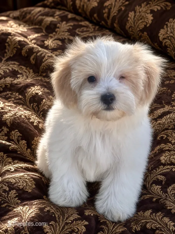 Patch – Maltipoo puppy for sale in Sacramento, CA