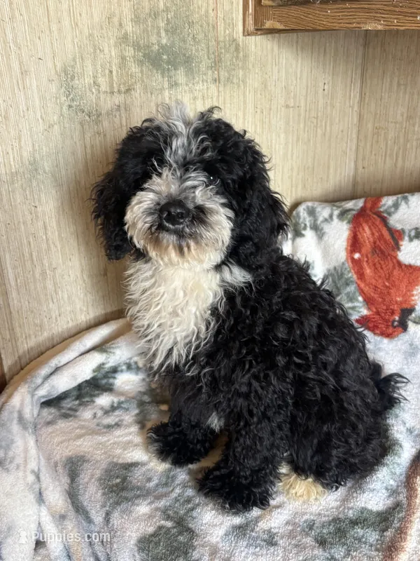 Blaze – Maltipoo puppy for sale in Sacramento, CA