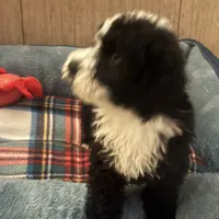 Blaze, a male Maltipoo for sale in Sacramento, CA – Photo 3 of 3