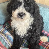 Blaze, a male Maltipoo for sale in Sacramento, CA – Photo 1 of 3