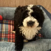 Blaze, a male Maltipoo for sale in Sacramento, CA – Photo 2 of 3