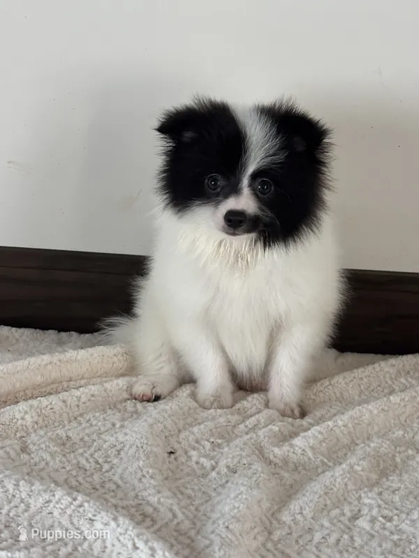 Domino – Pomeranian puppy for sale in Sacramento, CA