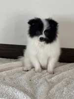 Domino, a male Pomeranian for sale in Sacramento, CA – 1 of 1