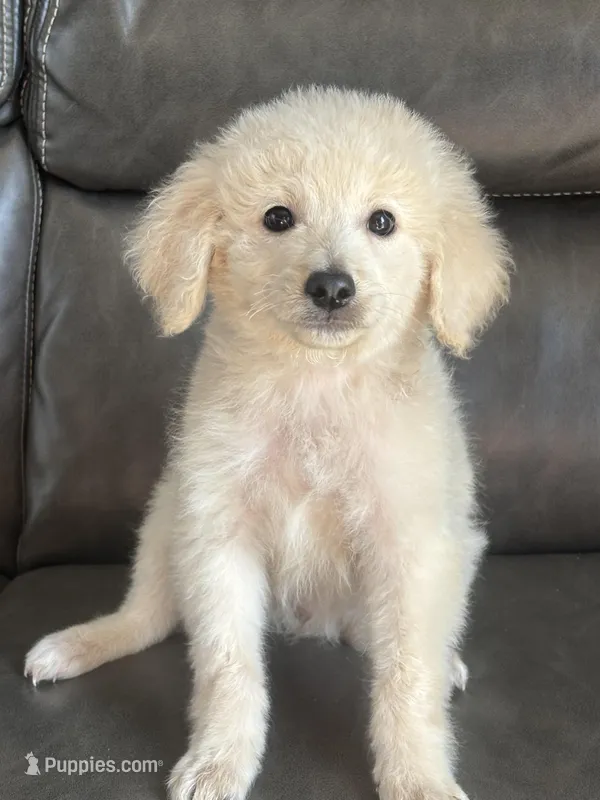 Peanut – Miniature Goldendoodle puppy for sale in Sacramento, CA