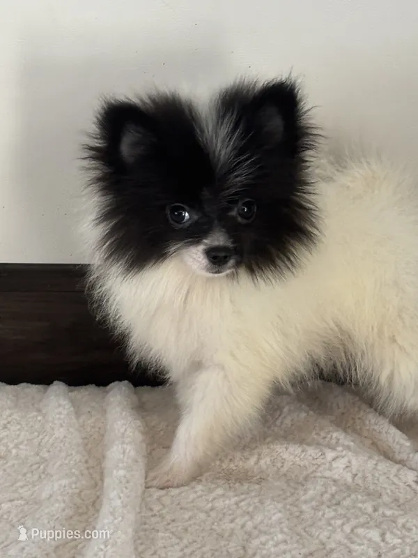Checkers – Pomeranian puppy for sale in Sacramento, CA