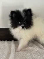 Checkers, a male Pomeranian for sale in Sacramento, CA – 1 of 1