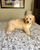 Prince, a male Aussiedoodle for sale in Sacramento, CA – 1 of 1