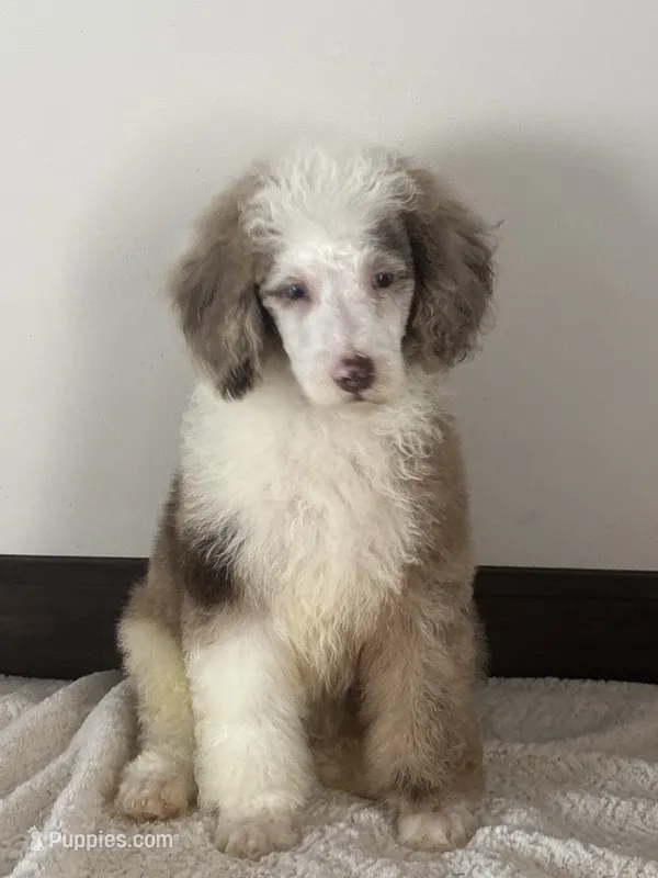 Mohawk – Poodle - Miniature  puppy for sale in Sacramento, CA