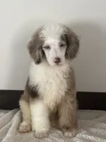 Mohawk, a male Poodle - Miniature  for sale in Sacramento, CA – 1 of 1