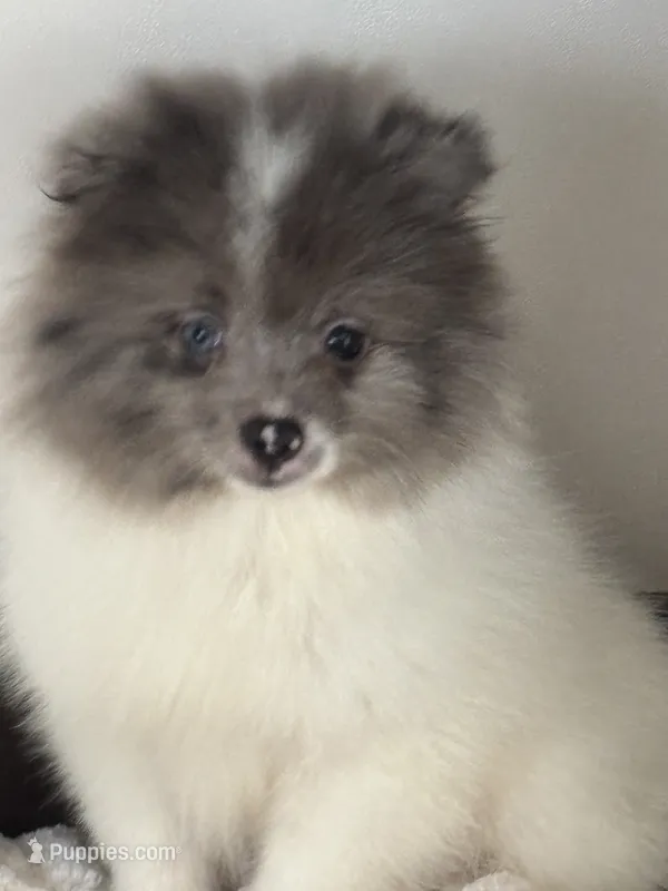 Mitch  – Pomeranian puppy for sale in Sacramento, CA