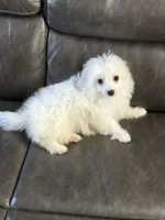 Chinook, a male Maltipoo for sale in Sacramento, CA – Photo 2 of 3