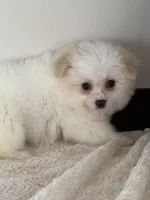 Chinook, a female Maltipoo for sale in Sacramento, CA – Photo 1 of 2