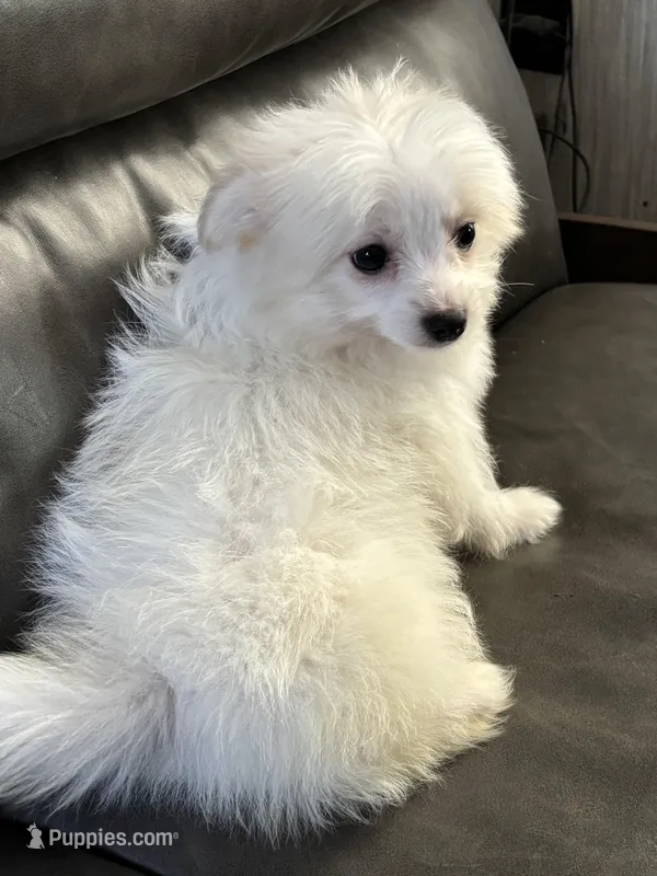 Chinook – Maltipoo puppy for sale in Sacramento, CA