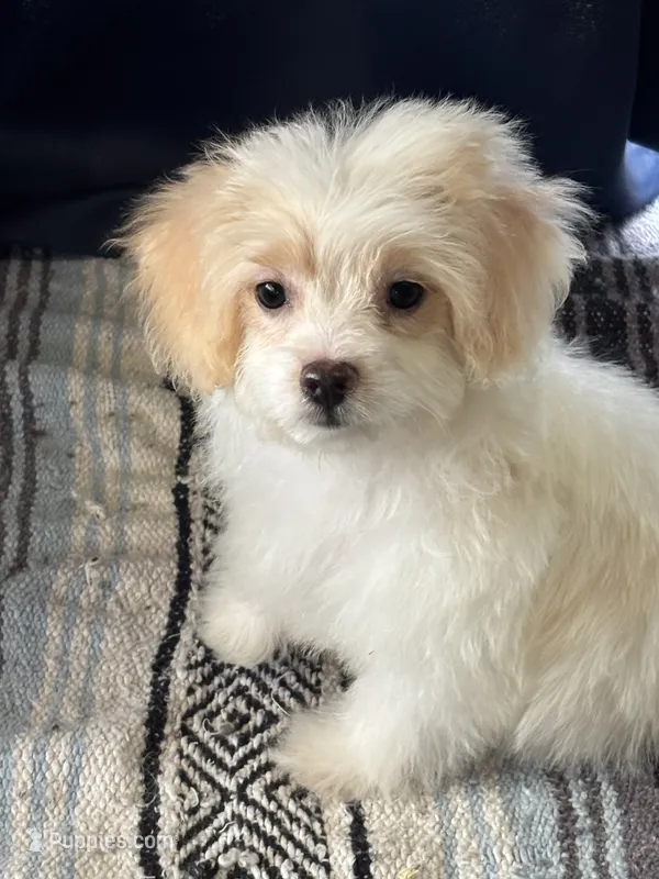 Snoopy – Maltipoo puppy for sale in Sacramento, CA