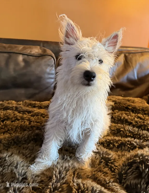 Daisy – West Highland White Terrier puppy for sale in Sacramento, CA