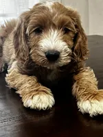 Trusty, a male Miniature Goldendoodle for sale in Aripeka, FL – 1 of 6