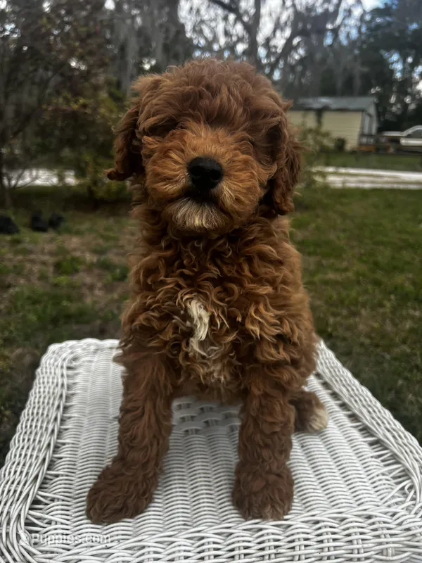 Princess  – Miniature Goldendoodle puppy for sale in Aripeka, FL