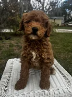 Princess , a female Miniature Goldendoodle for sale in Aripeka, FL – Photo 1 of 6