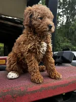 Princess , a female Miniature Goldendoodle for sale in Aripeka, FL – Photo 6 of 6