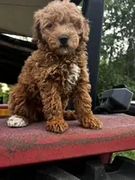 Princess , a female Miniature Goldendoodle for sale in Aripeka, FL – Photo 5 of 6