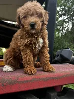 Princess , a female Miniature Goldendoodle for sale in Aripeka, FL – Photo 2 of 6