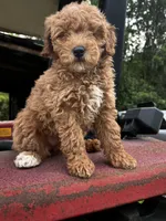 Princess , a female Miniature Goldendoodle for sale in Aripeka, FL – Photo 3 of 6