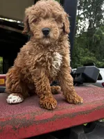 Princess , a female Miniature Goldendoodle for sale in Aripeka, FL – Photo 4 of 6
