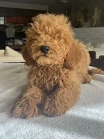 Priscilla, a female Miniature Goldendoodle for sale in Aripeka, FL – Photo 2 of 3