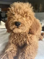 Priscilla, a female Miniature Goldendoodle for sale in Aripeka, FL – Photo 3 of 3