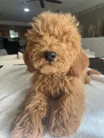 Priscilla, a female Miniature Goldendoodle for sale in Aripeka, FL – Photo 1 of 3