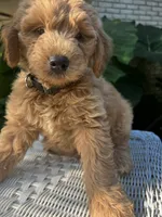 Goldie, a male Miniature Goldendoodle for sale in Aripeka, FL – 4 of 4