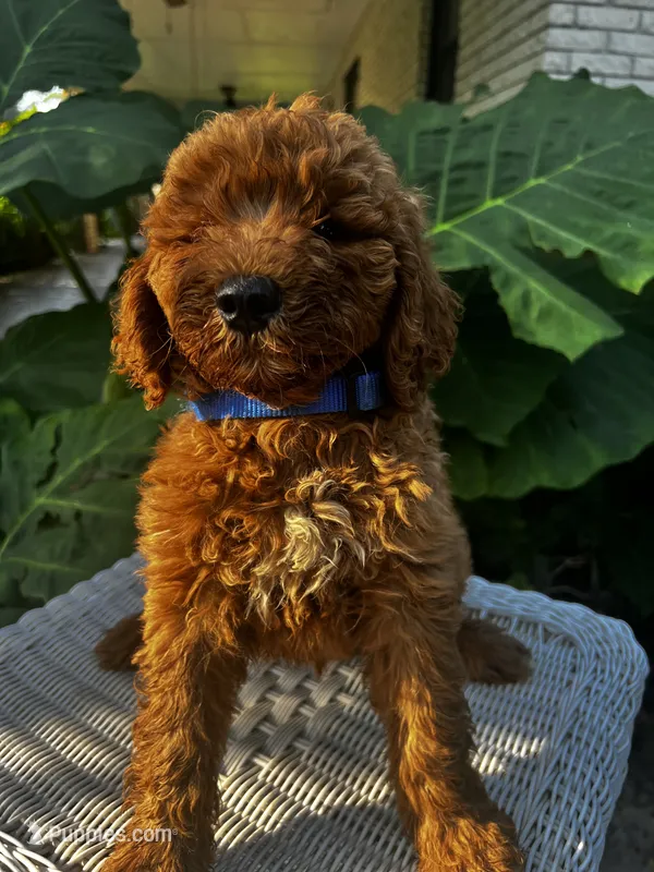 Jeff – Miniature Goldendoodle puppy for sale in Aripeka, FL