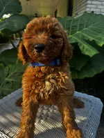 Jeff, a male Miniature Goldendoodle for sale in Aripeka, FL – 1 of 3