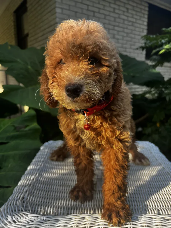 Jon- Jon  – Miniature Goldendoodle puppy for sale in Aripeka, FL