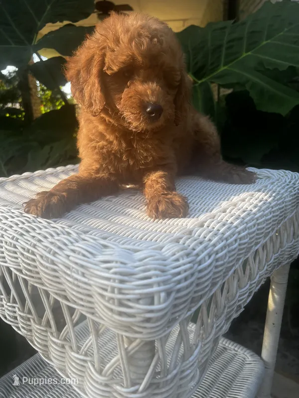 Rosa – Miniature Goldendoodle puppy for sale in Aripeka, FL