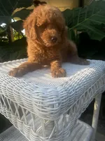 Rosa, a female Miniature Goldendoodle for sale in Aripeka, FL – 1 of 4