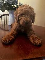 Pokey, a male Miniature Goldendoodle for sale in Aripeka, FL – Photo 1 of 3