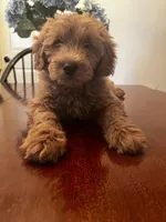 Pumpkin, a male Miniature Goldendoodle for sale in Aripeka, FL – Photo 1 of 3
