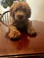 Pumpkin, a male Miniature Goldendoodle for sale in Aripeka, FL – Photo 3 of 3