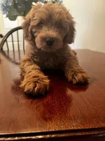 Pumpkin, a male Miniature Goldendoodle for sale in Aripeka, FL – Photo 2 of 3