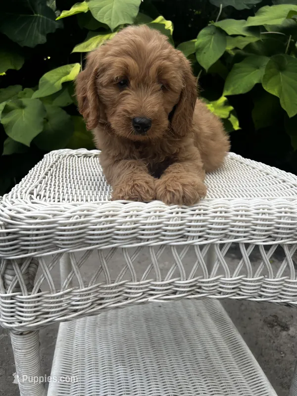 Lola – Miniature Goldendoodle puppy for sale in Aripeka, FL