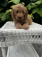 Lola, a female Miniature Goldendoodle for sale in Aripeka, FL – 1 of 3