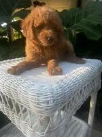 Rosa, a female Miniature Goldendoodle for sale in Aripeka, FL – 4 of 4