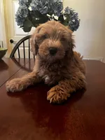 Maisie, a female Miniature Goldendoodle for sale in Aripeka, FL – Photo 1 of 2