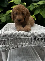Lola, a female Miniature Goldendoodle for sale in Aripeka, FL – 2 of 3